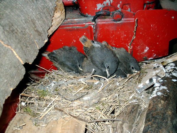 Mai 2010 - Vogelnest im Porsche