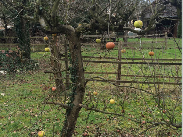 März 2016 „...hartnäckige Äpfel in Bürgstadt“ 